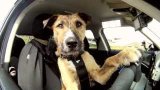 Meet Porter. The World's First Driving Dog.