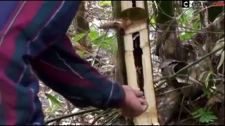 Cách bắt sâu tre trong rừng để làm thức ăn của người đi rừng