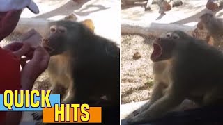Baboon Is Amazed By Man's Magic Trick