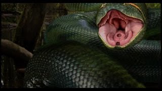 [HT] - 10 loài thủy quái của sông Amazon