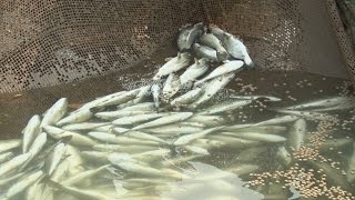 [Mốc Meo] Cá Chết Do Không Biết Bơi - Vũng Áng Hà Tĩnh Và Formosa (Buổi Tập Kịch Cho Video Mới)