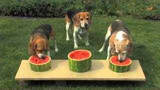 Dog Watermelon Eating Contest - VERY JUICY!!!!