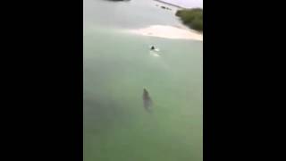 Bị cá sấu khổng lồ rượt trên biển