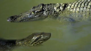Most crazies horrible animal fights attack Anaconda Python vs Crocodile Alligator