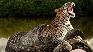 Giant Anaconda Python vs Lion Jaguar Tiger Leopard Most horrible animals real fight