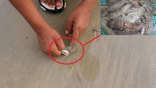 How to catch mantis shrimp on beach | Khi chuyên gia đi bắt tôm tít ở bãi biển