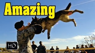 Top 10 Most Dangerous Dogs Breeds in the World