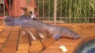 Cách người nước ngoài huấn luyện chó săn bắt cá
