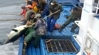 Cách ngư dân đánh bắt cá ngừ đại dương rất bá đạo