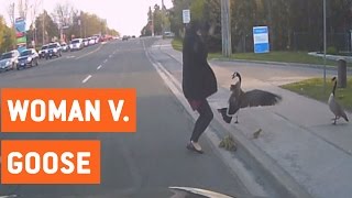 Geese Attack Woman Trying To Help Them | Wild Goose Chase