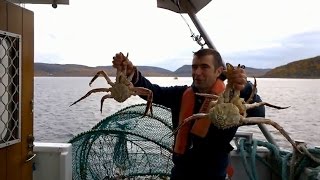 Cách bắt cua hoàng đế và luộc ăn ngay tại chỗ | How to catch and cook King Crab