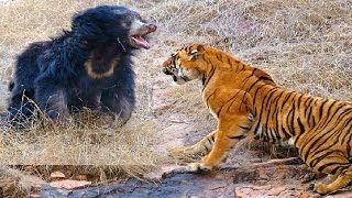 Most Amazing Horrible Wild Animal Attacks CRAZIEST Animal Fights compilation 2016