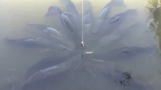 Thú vui cho cá hải tượng khổng lồ ăn và cái kết