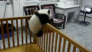 Escaping Baby Pandas