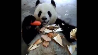 Cute Animals: Cute Panda Eating Carrot