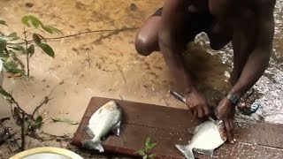 Cách bắt và chế biến cá Piranha trong rừng Amazon
