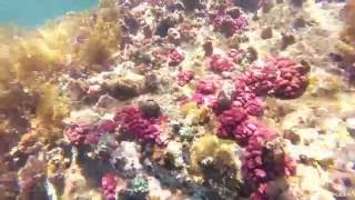 One Ocean - Seaweed and new growing coral in Son Tra Da Nang - Vietnam
