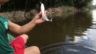 Cách câu và nướng cá piranha của người bản địa