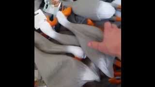 Tropical Duck Army