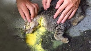 Cứu Sống Chú Mèo Sắp Chết - Save a cat which is going to die