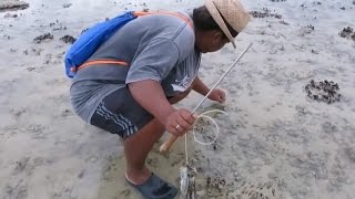 Cách bắt bạch tuộc ở bờ biển hiệu quả nhất thế giới