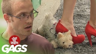 No Dogs Were Harmed in the Making of These Pranks - Best of Just For Laughs Gags