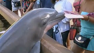 Dolphin Steals Woman's iPad