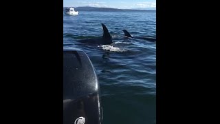 Orcas hunting seal jumps in boat(combined video)