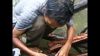 Collecting Bactronophorus thoracites (temilok shipworm) in Bangka Island