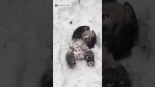 Gấu Trúc Lần Đầu Tiên Gặp Tuyết
