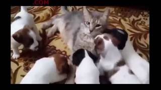 5 con chó vờn một con mèo