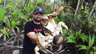 Holy Crab! Christmas Island Tourist Mark Pierrot Pictured with Giant Coconut Crab