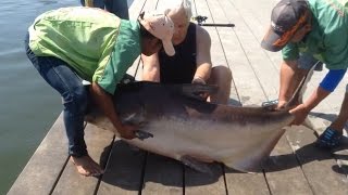 Ông cụ 80 tuổi VS con cá tra 80 kg và kết quả thật bất ngờ