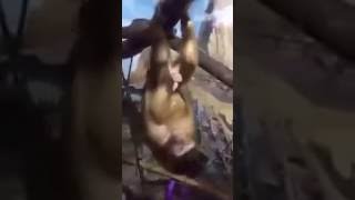 funny monkey | Khỉ sóc lọ | khỉ con | baby monkey