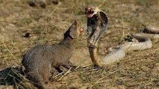 Mongoose vs King Cobra - Wild Animals Attack Compilation