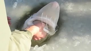 Câu cá trên băng không ngờ bắt được con cá Kỳ Lạ