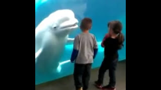 whale CT...Belugas tease our three kids