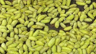 Strange Insect Street Food Ever Eaten - Vietnam street food - Street food in Vietnam 2016