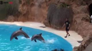 Dolphins Tales Show Amazing...Wow