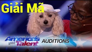 [TPS] - Giải mã chú chó biết đếm số tại America's Got Talent 2017