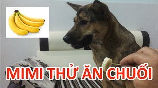 MiMi is waiting for the command to eat banana - MiMi ăn chuối