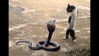 Cat Vs Snake Fight to the Death 2017 - Best Attacks Of Wild Animals