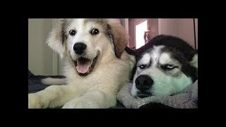 HARDEST TRY not to LAUGH challenge  #1 - FUNNY DOG compilation