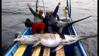 Săn bắt cá kiếm khổng lồ - Một trong những loài cá đắt nhất thế giới
