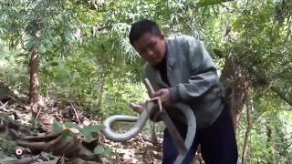 Cùng thợ săn vào rừng săn rắn - Bắt được ngay con rắn khủng