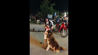 Chó alaska lai chó cảnh husky - cùng anh chụp ảnh đẹp với Gái xinh