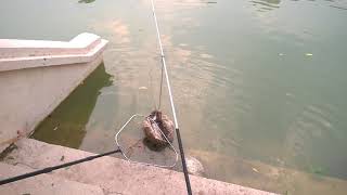 Câu cá ở Hà Nội tập 2 - Cần thủ câu cả Đàn cá chép ở Hồ Chùa Láng Hà Nội#Fishings