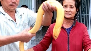 Chuyện lạ có thật: lươn khổng lồ hóa rồng ở Long An
