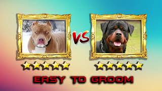 Cuộc chiến của những chú chó chiến Rottweiler VS Pitbull  new 20019 (P1)