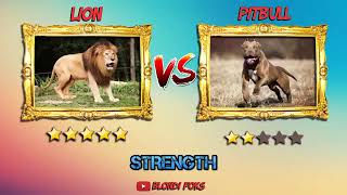 Cuộc chiến kinh hoàng Lion VS Pitbull 2019
